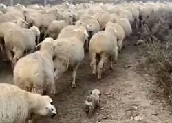 Enlace a Me encanta que las ovejas saben que es quien tomará el papel de defensor y lo saludan, por @Zhainis