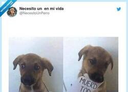 Enlace a Ya lo avisaba, por @NecesitoUnPerro