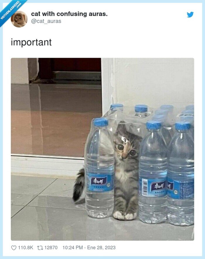 gato,envase,aguas,botellas