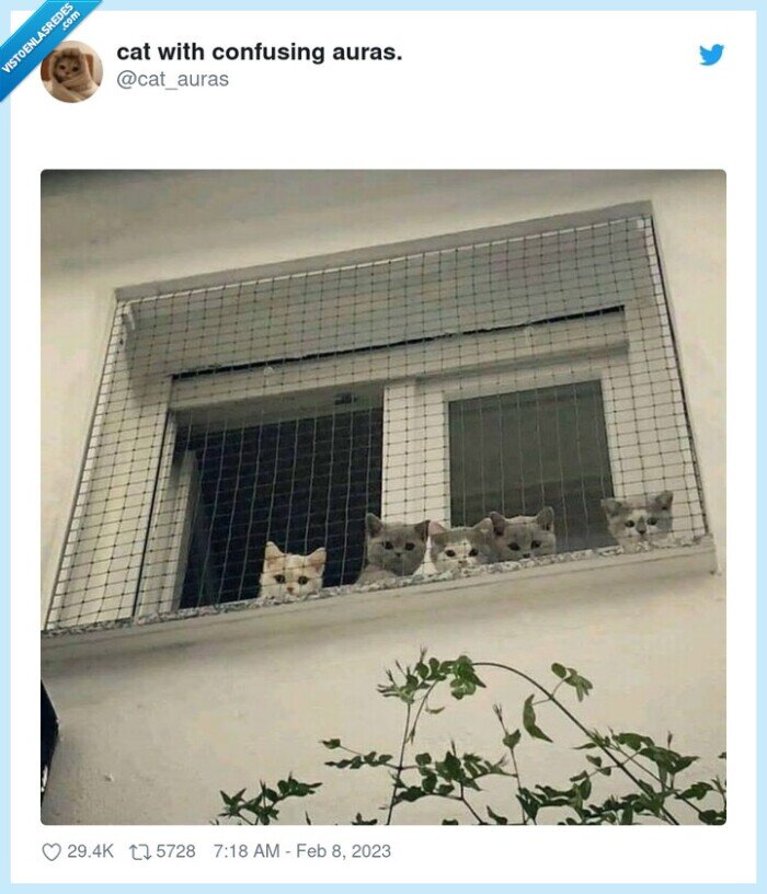 gato,ventana,mirar,espiar