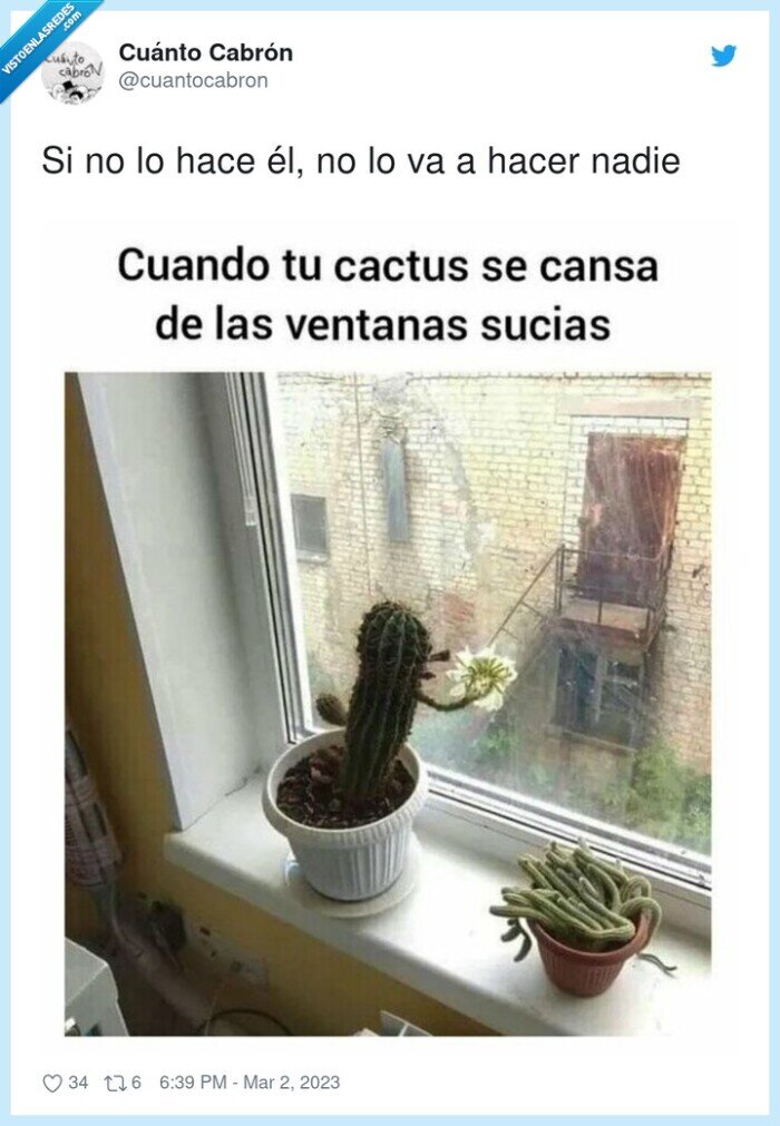 cactus,ventana,limpiar