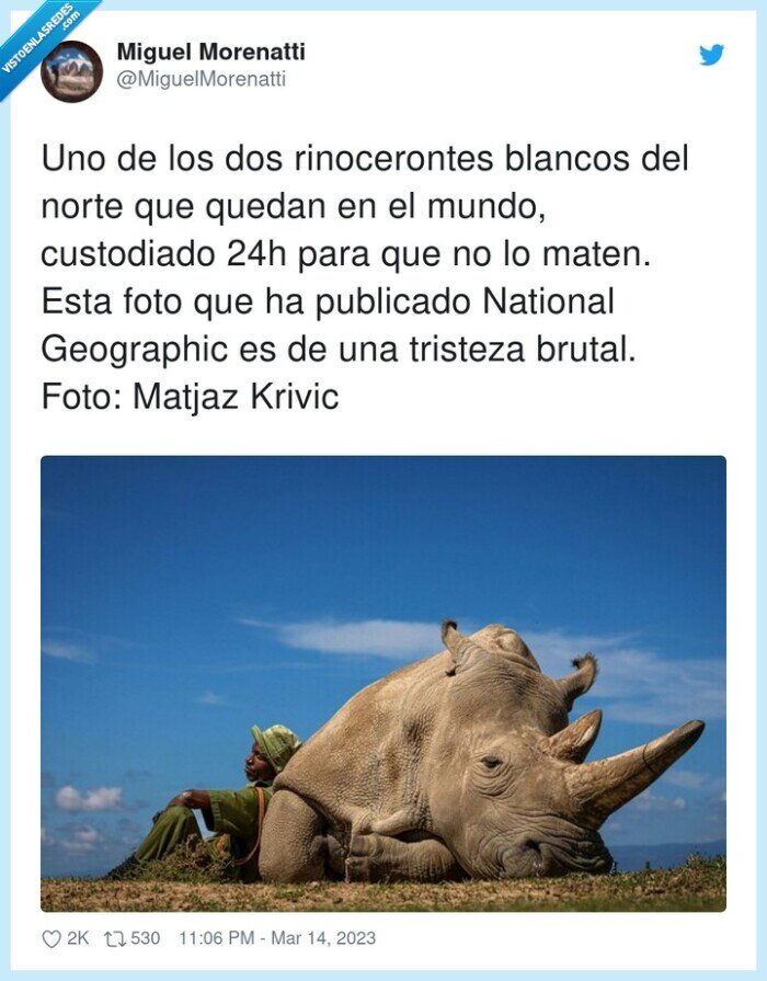 rinocerontes,national geographic,custodiado,tristeza,extinción