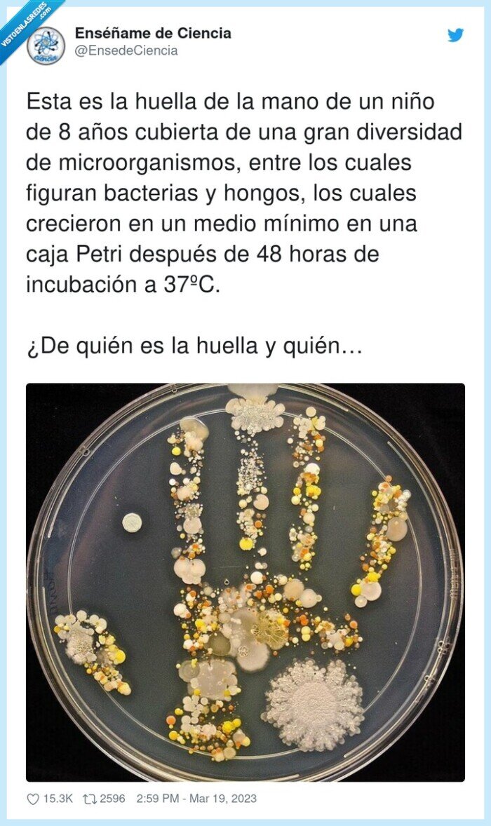 microorganismos,incubación,diversidad,manos,niños,bacterias