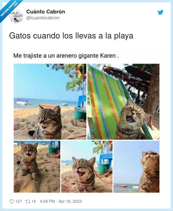 gato,playa,arenero,arena
