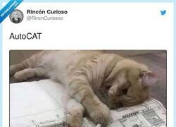 Enlace a AutoCAT, por @RincnCuriosoo