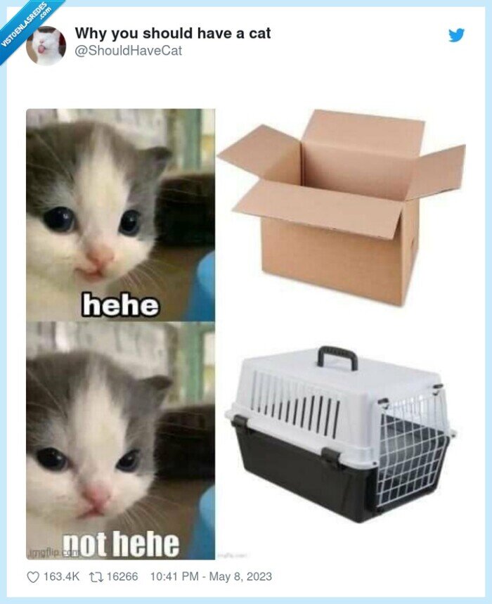 gato,caja,maleta