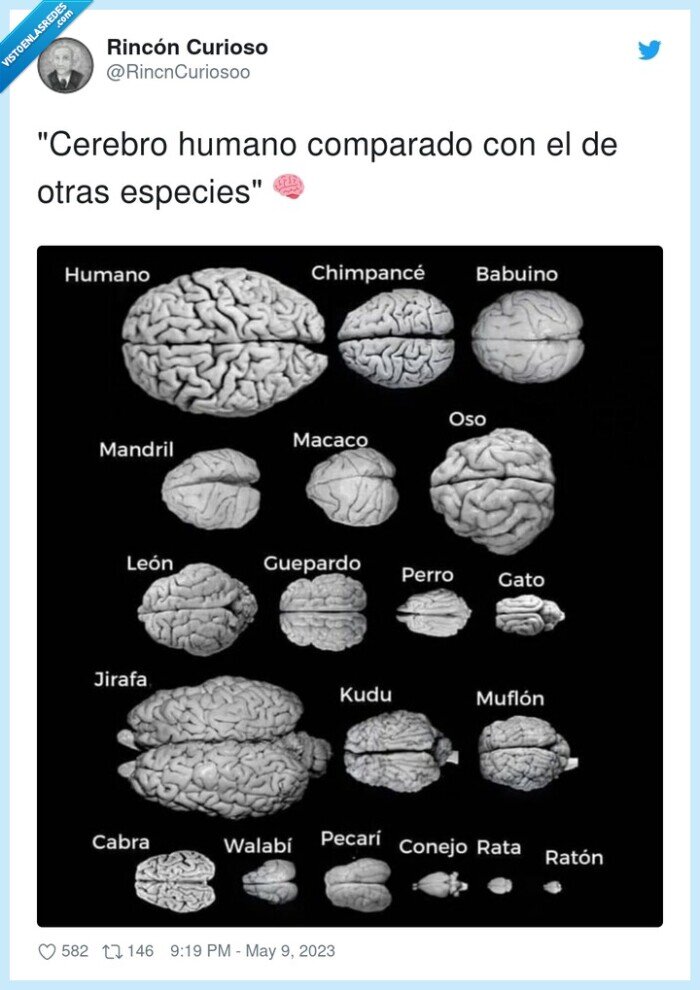 especies,cerebro,humano