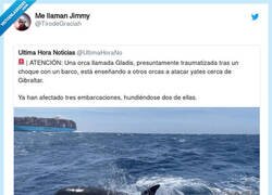 Enlace a La orca Gladis ha sido adiestrada por Podemos, por @TirodeGraciah