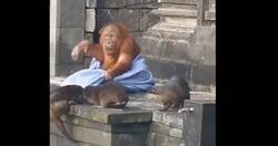 Enlace a Unas nutrias gamberras despertando a un orangután homeless que se echa la siesta en la puerta de una iglesia es lo más kuki y bizarro a la vez que vas a ver hoy.
