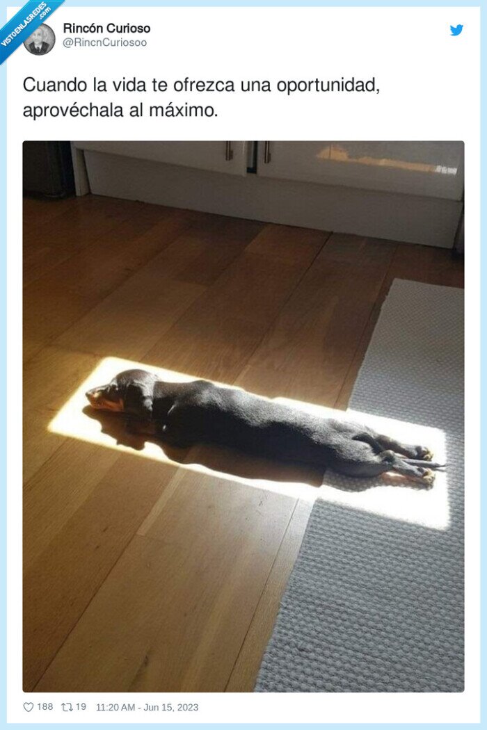 perro,luz,sombra,suelo