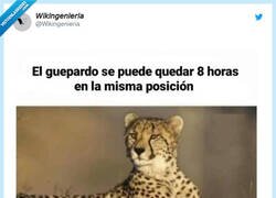 Enlace a Reto informáticos vs guepardos, por @Wikingenieria
