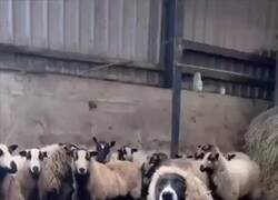 Enlace a Todas las ovejas mirándolo con recelo, por @winston_lobo
