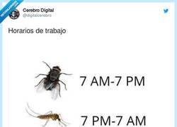 Enlace a Horarios de trabajo de moscas y mosquitos, por @digitalcerebro
