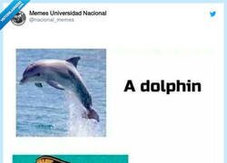 Enlace a Los delfines no son de fiar, por @nacional_memes