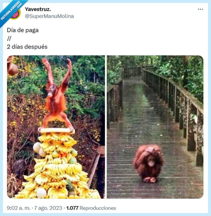 paga,día,orangután