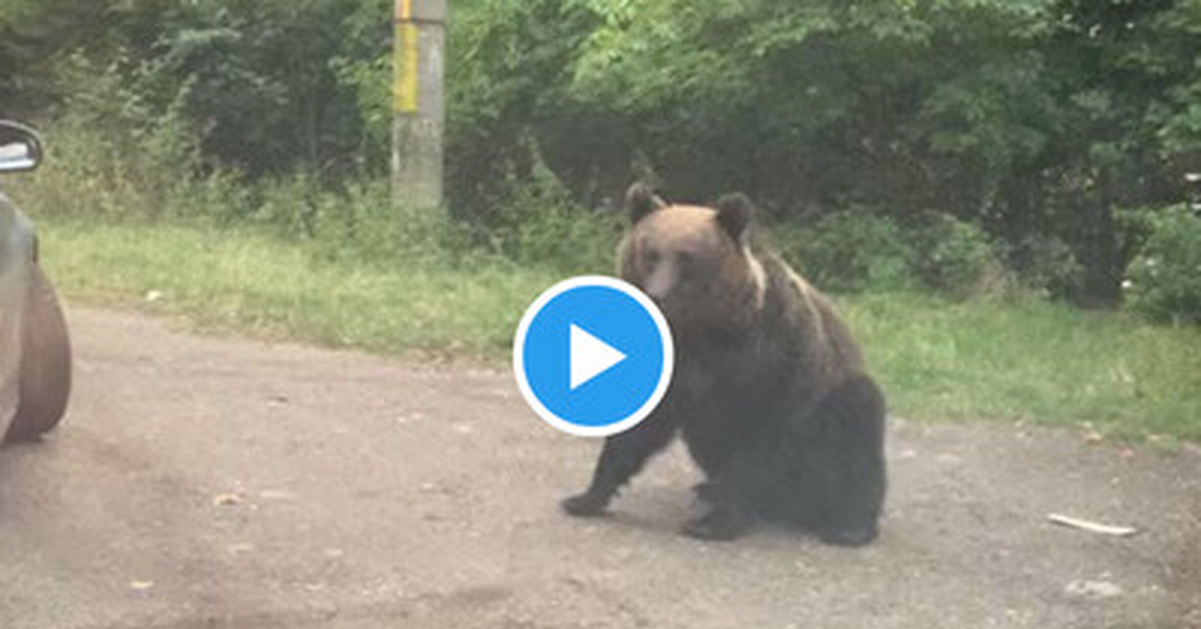 VEF > Visto en las Redes > Españoles se encuentran a un oso en Rumanía ...