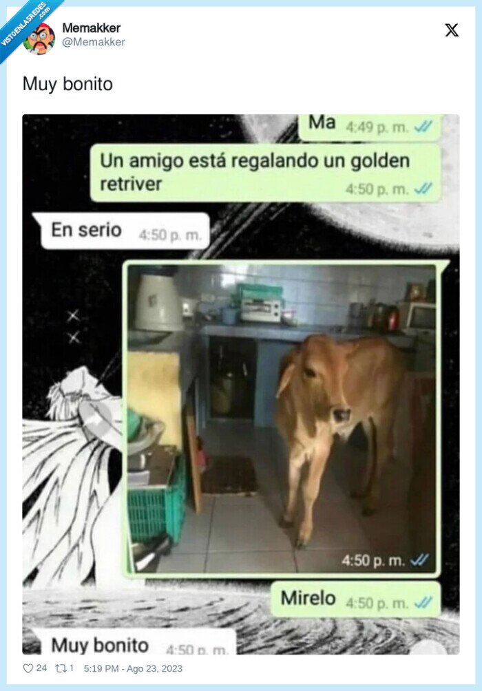 golden retriever,vaca,confusión