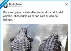 Enlace a Cocodrilo vs caimán, por @RincnCuriosoo