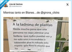 Enlace a La ladrona de plantas, por @LiosdeVecinos