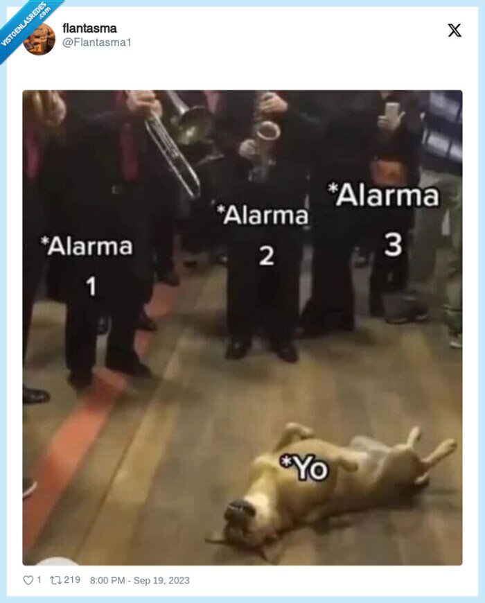 alarma,perro,dormido