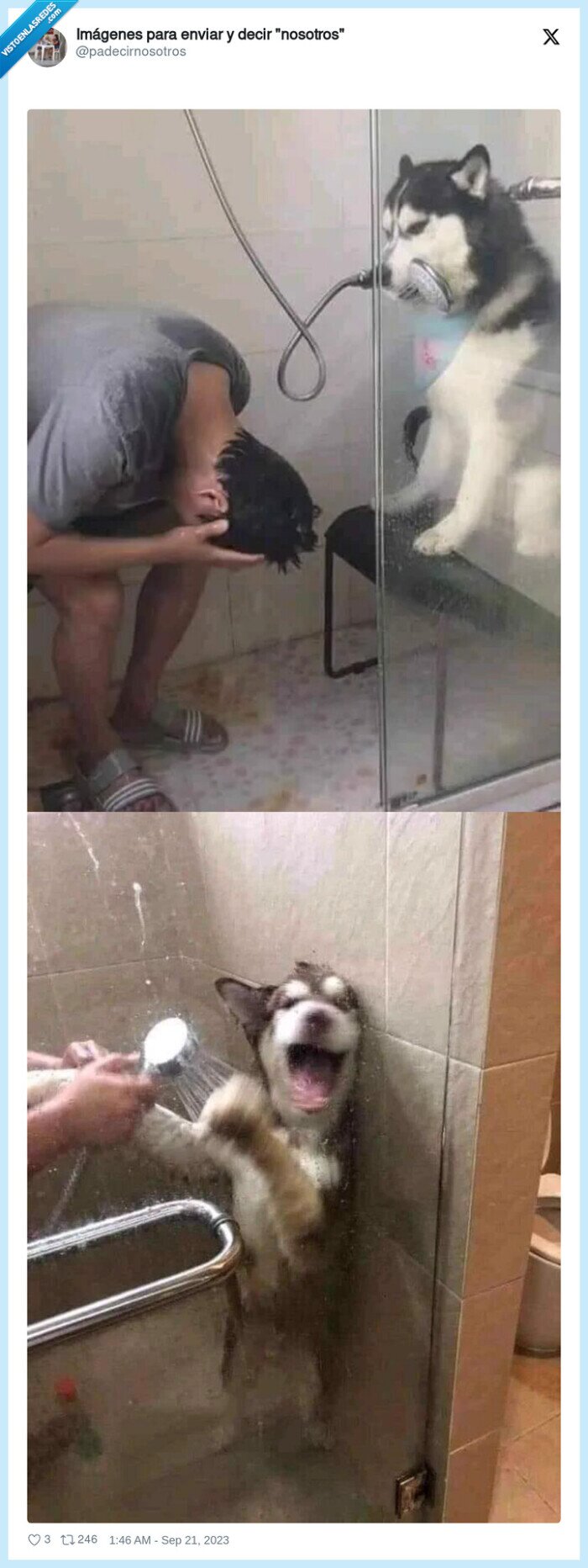 perro,ducha
