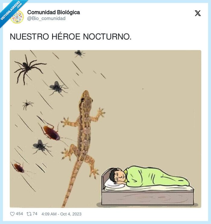 nocturno,dormir,lagarto,arañas,mosquitos,héroe