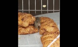 Enlace a Avistamiento de Remy de Ratatouille campando libre en un Mercadona