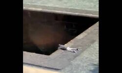 Enlace a Un hombre salta a la piscina del Memorial del 11 de septiembre en Nueva York y se tira al foso