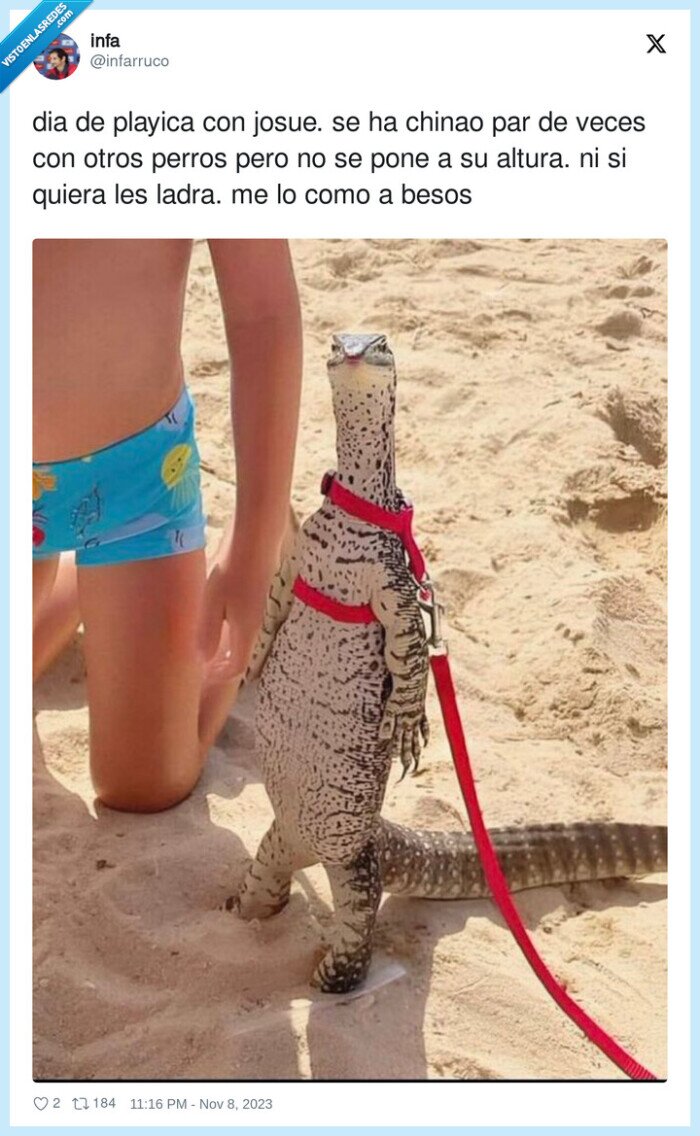 playa,lagarto,mascota