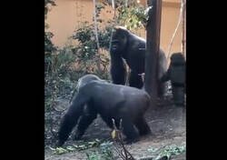Enlace a Una hembra de gorila intentando seducir al macho