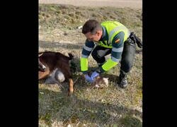 Enlace a Cuando se aburren, la guardia civil asiste partos de cabras