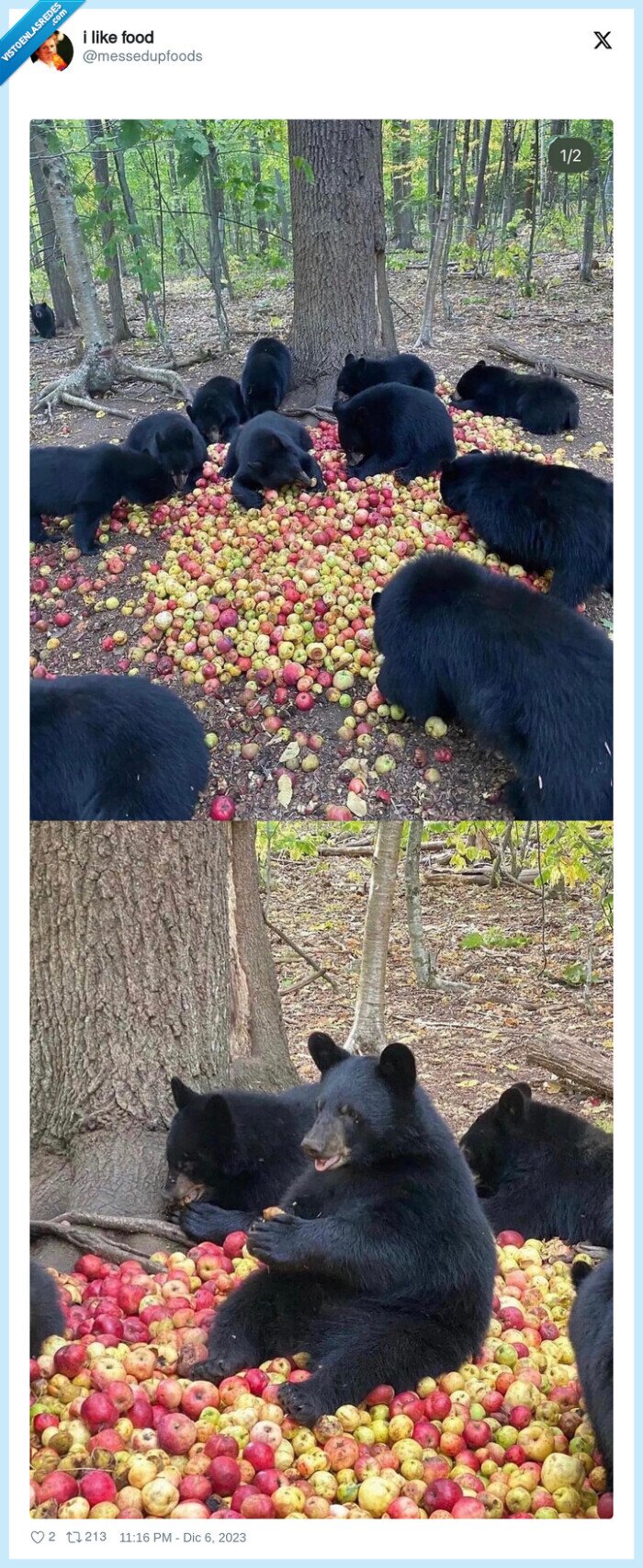 osos,manzanas