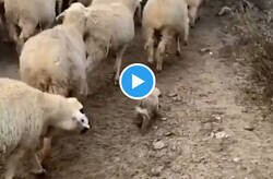Enlace a El mejor video que verás hoy es a este perrito en su primer día de trabajo como pastor de ovejas