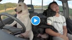 Enlace a Este hombre se ha hecho viral por enseñarle a su perro a conducir en coche y moto