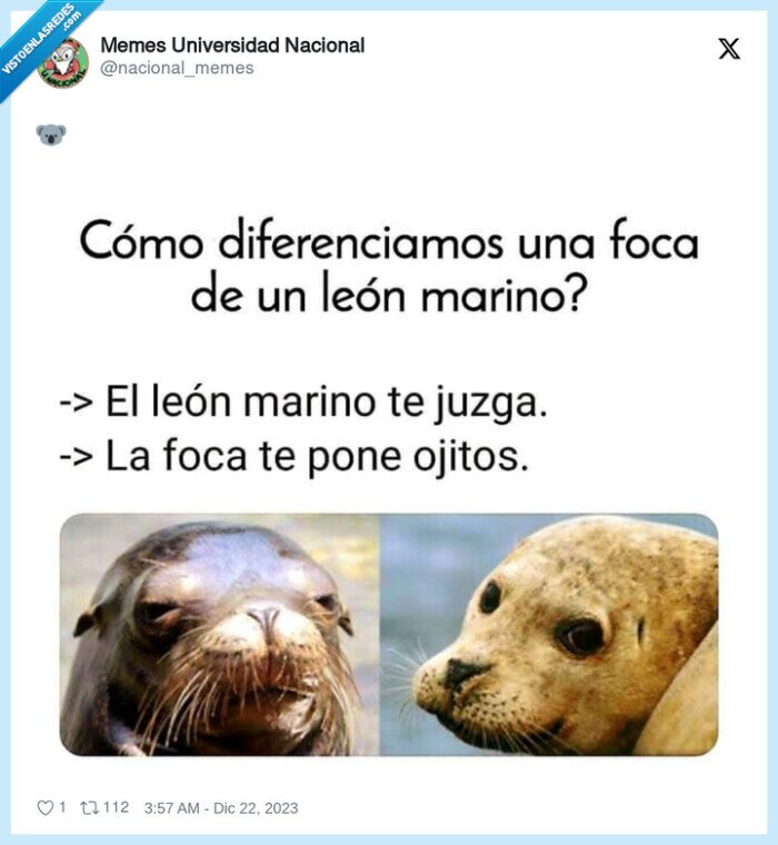 foca,leon marino