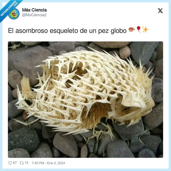esqueleto,pez globo