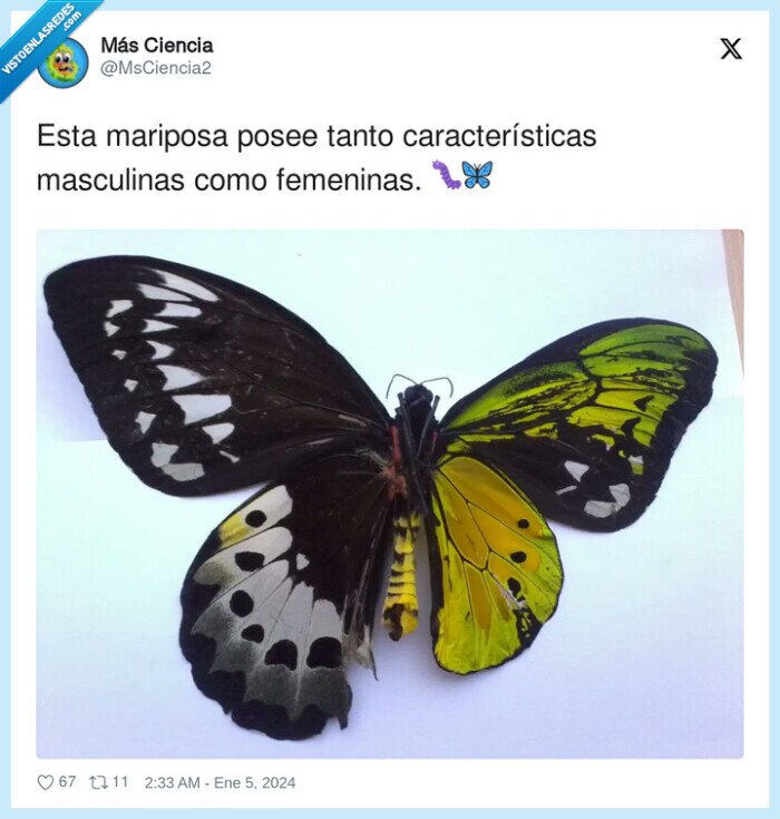 características,masculinas,femeninas,mariposa