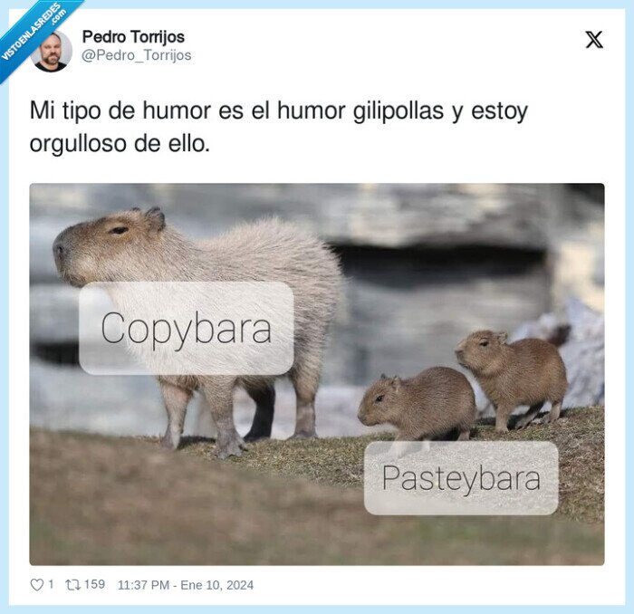 capibara,bebes