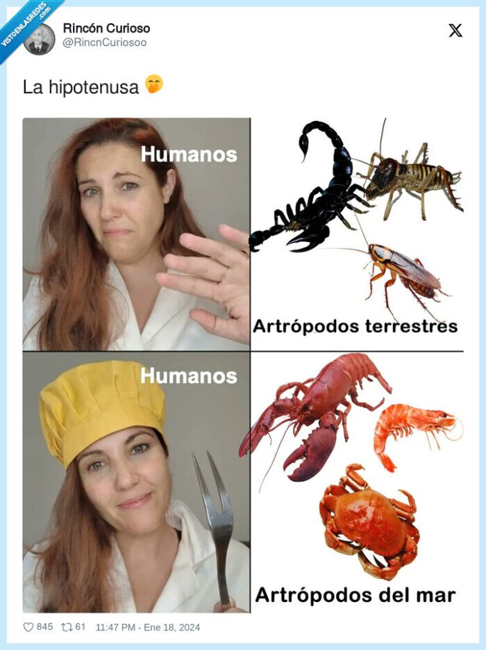 hipocresía,artropodos,marisco,insectos,bichos,mar,tierra