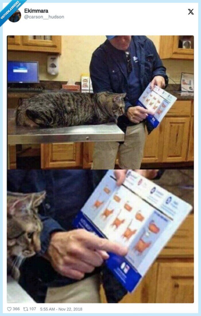 1525664 - Soy fan del veterinario mostrándole al gato lo gordo que está, por @carson__hudson