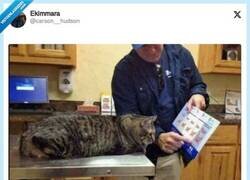Enlace a Soy fan del veterinario mostrándole al gato lo gordo que está, por @carson__hudson