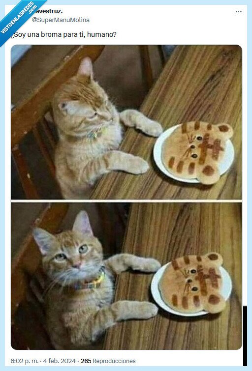 broma,gato,pancake
