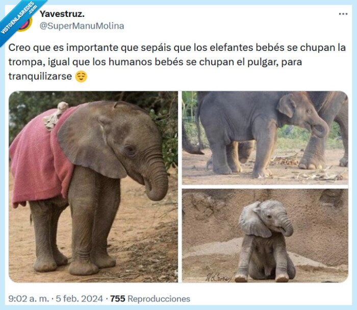 trompa,elefante,bebé