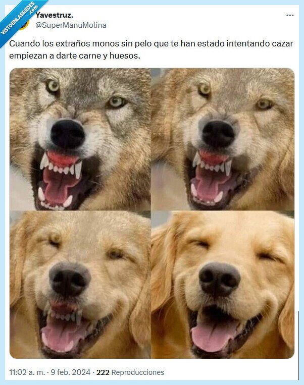 lobo,perro,evolución