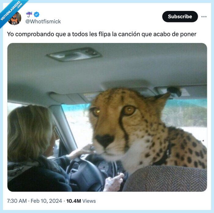 guepardo,cheetah,musica,cancion,coche