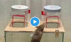 Enlace a Trampa infalible para ratas hecha de manera casera