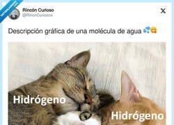 Enlace a Molécula de agua, versión gatos, por @RincnCuriosoo