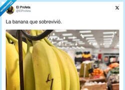 Enlace a La banana Potter, por @EiProfeta