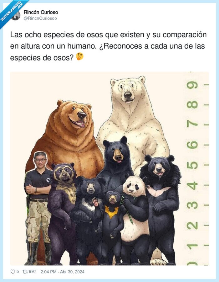 comparación,oso,especies,altura,humano