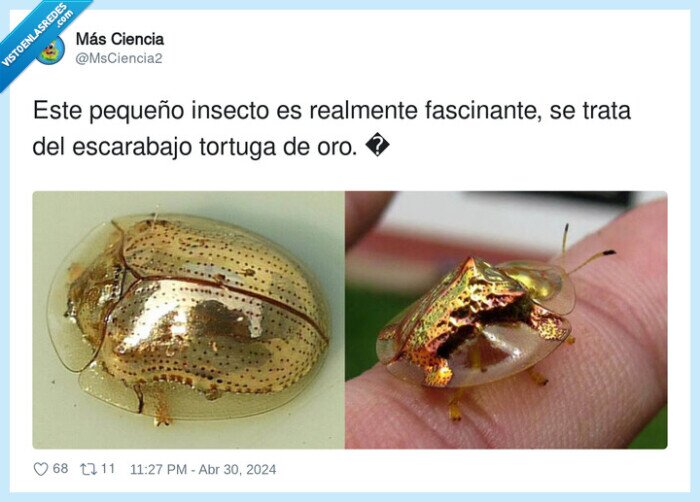 fascinante,escarabajo tortuga de oro,insecto
